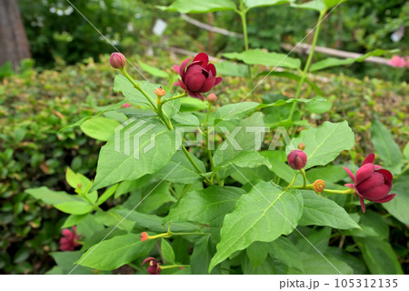クロバナロウバイの花 105312135