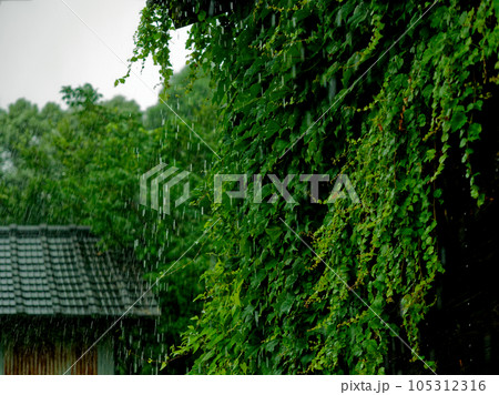 雷雨襲来　ツタの絡まる作業小屋で雨宿り 105312316