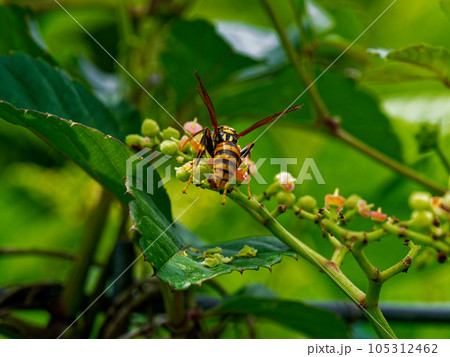 ヤブガラシ訪花昆虫　スズメバチ科キアシナガバチの吸蜜 105312462
