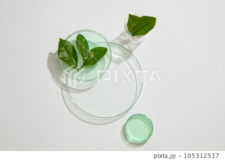 Transparent podium in round shaped arranged with a beaker and petri dishes of green tea leaves and fluid. Concept scene stage showcase for product extracted from Green tea (Camellia sinensis) 105312517