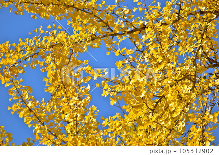 筒賀の大銀杏 イチョウ 銀杏 広島 筒賀の大銀杏 イチョウ 銀杏 広島 105312902