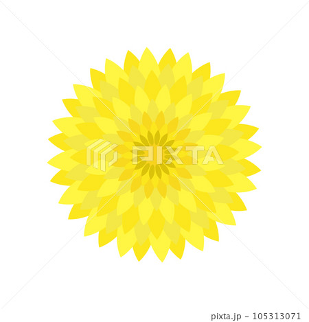 黄色い菊の花のイラスト 黄色い菊の花のイラスト 105313071
