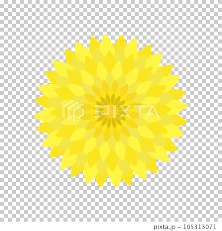 黄色い菊の花のイラスト 黄色い菊の花のイラスト 105313071