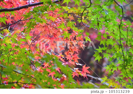 紅葉 もみじ モミジ 秋 尾関山公園 広島 紅葉 もみじ モミジ 秋 尾関山公園 広島 105313239