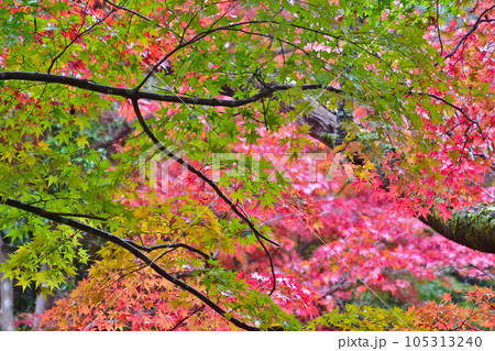 紅葉 もみじ モミジ 秋 尾関山公園 広島 紅葉 もみじ モミジ 秋 尾関山公園 広島 105313240