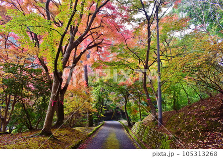 紅葉 もみじ モミジ 秋 尾関山公園 広島 紅葉 もみじ モミジ 秋 尾関山公園 広島 105313268