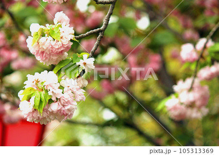 大阪造幣局の桜の通り抜けと八重桜（糸括）のアップ 105313369
