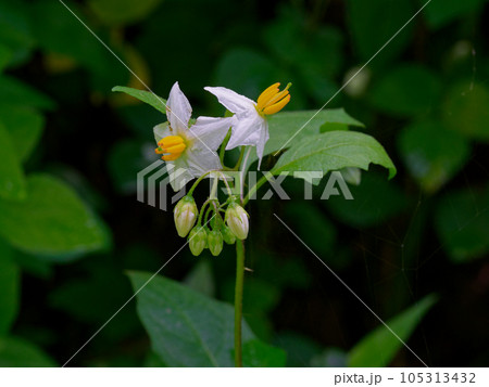 ナス科多年草　ワルナスビの花 105313432