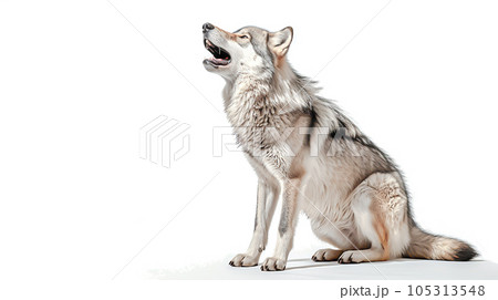 オオカミのイメージ - image of Wolf No1-5 -のイラスト素材