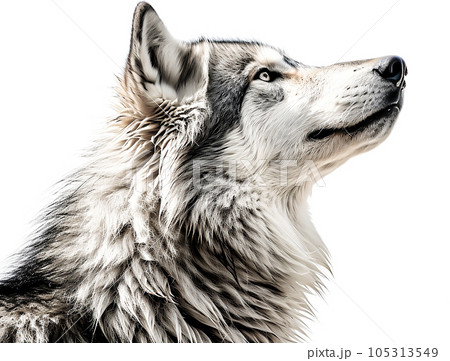 オオカミのイメージ - image of Wolf No1-6 -のイラスト素材