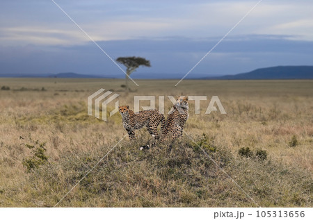 Pair of leopards in its natural environment 105313656