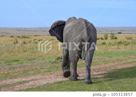 An elephant going towards the horizon 105313657
