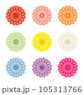 菊の花のカラーバリエーションセット 105313766