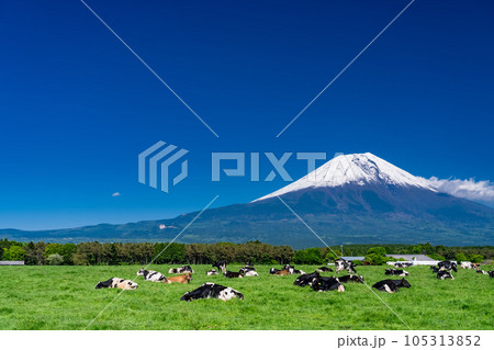 《静岡県》富士山を望む牧場・朝霧高原 105313852