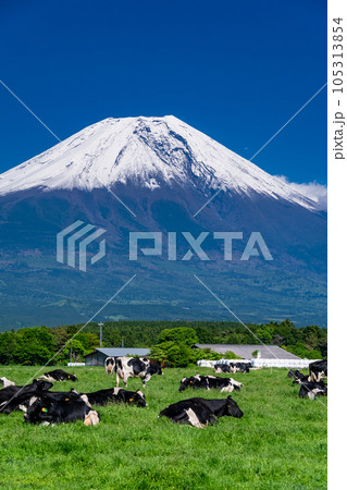 《静岡県》富士山を望む牧場・朝霧高原 105313854