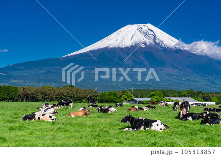 《静岡県》富士山を望む牧場・朝霧高原 105313857