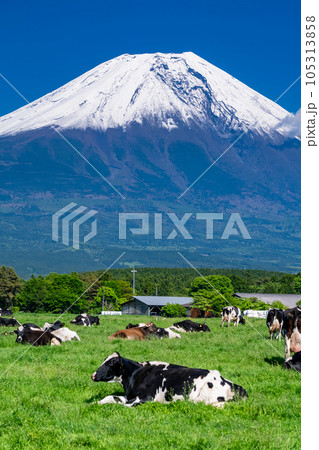 《静岡県》富士山を望む牧場・朝霧高原 105313858