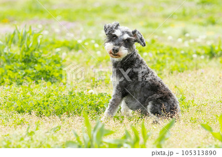 ミニチュアシュナウザー 105313890