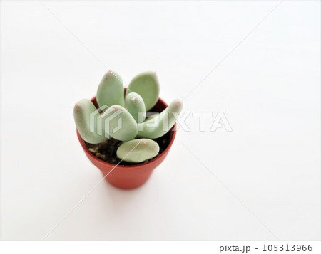 多肉植物　桃美人 105313966