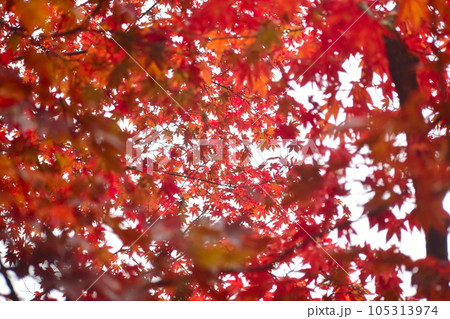 紅葉　もみじ　モミジ　秋　尾関山公園　広島 105313974
