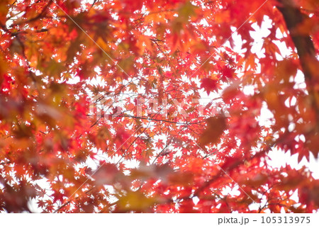 紅葉 もみじ モミジ 秋 尾関山公園 広島 紅葉 もみじ モミジ 秋 尾関山公園 広島 105313975