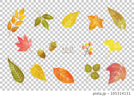 秋の葉っぱの水彩風 手描きイラスト素材 105314131