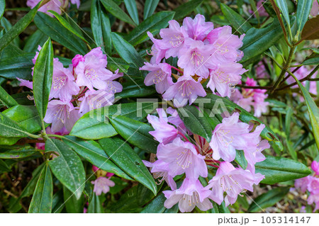 二鹿のシャクナゲ 105314147