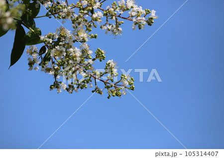 サルスベリの木 花満開 サルスベリの木 花満開 105314407