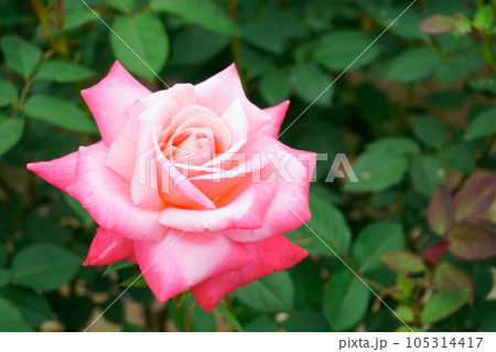 ピンクグラデーションのバラ　ステファニードゥモナコ2 105314417