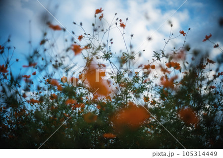 秋のキバナコスモス 秋のキバナコスモス 105314449