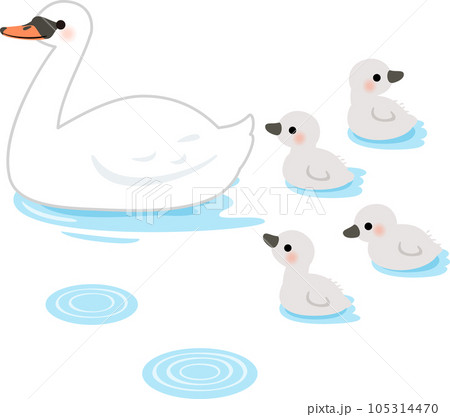 水面にいる白鳥の親鳥とヒナ 105314470