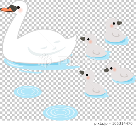 水面上的天鵝父母和雛鳥 105314470