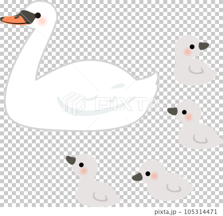 天鵝親鳥和雛鳥 天鵝親鳥和雛鳥 105314471