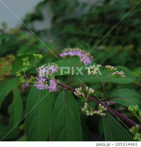 紫式部の花 紫式部の花 105314481