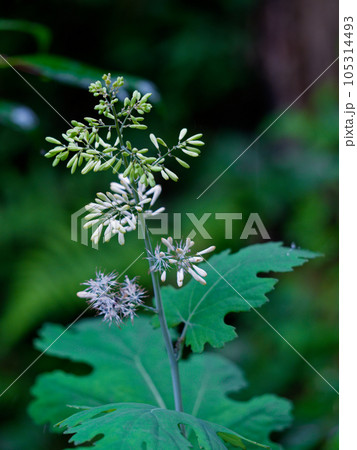 ケシ科 タケニグサの花 ケシ科 タケニグサの花 105314493