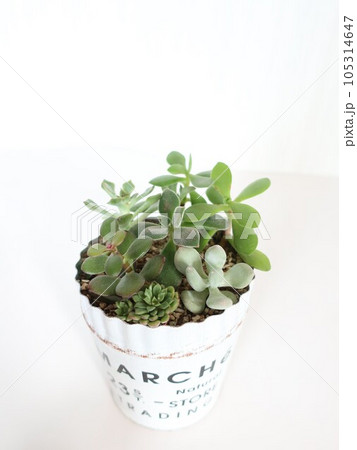 多肉植物 寄せ植え 多肉植物 寄せ植え 105314647