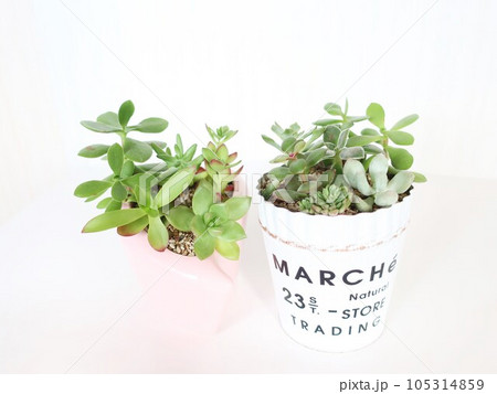 多肉植物 寄せ植え 多肉植物 寄せ植え 105314859