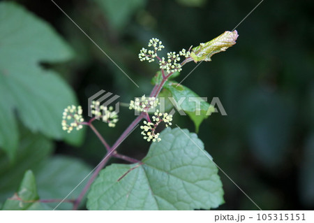 ノブドウの花と新芽 105315151