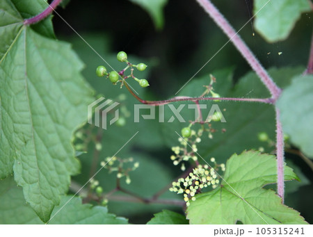 ノブドウの若い実と花 ノブドウの若い実と花 105315241