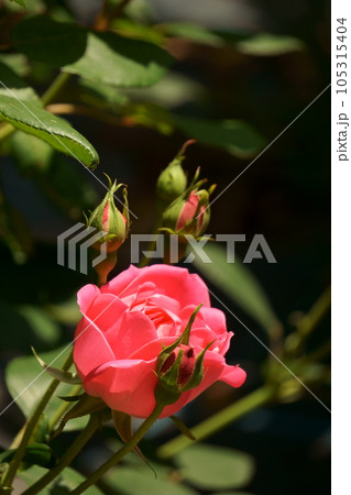 ピンクのバラ　ピンクダブルノックアウト1 105315404