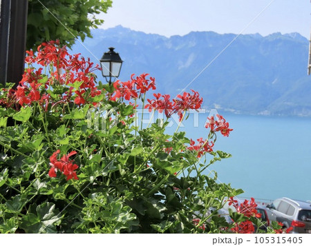 葡萄栽培とワインの里　スイス・ラヴォー地区　レマン湖を見下ろす　アイビーゼラニウム 105315405