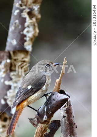 台湾 鳥綱 冬 105315494
