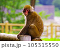 カメラ目線のニホンザル 105315550