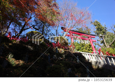 青空に映える高尾山薬王院の赤い鳥居と紅葉 105315639