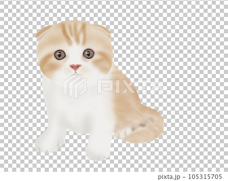 Scottish Fold kitten 105315705