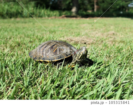 亀　日向ぼっこ 105315841