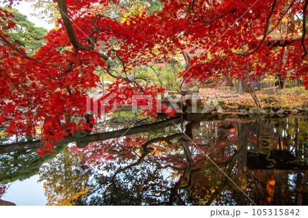 岩手県の紅葉風景 岩手県の紅葉風景 105315842