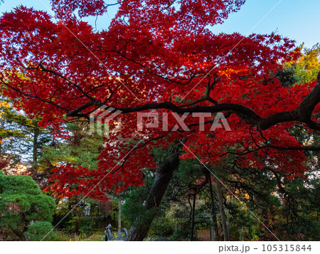 岩手県の紅葉風景 105315844
