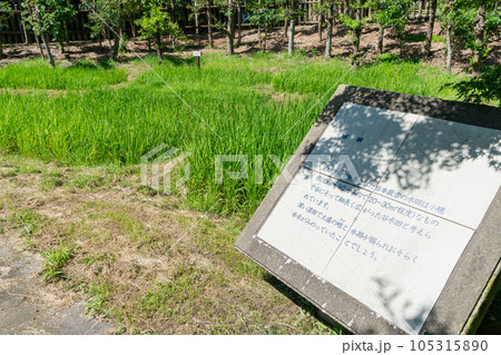 《佐賀県》菜畑遺跡(なばたけいせき)・末盧館(まつろかん)日本最古の水稲耕作遺跡 《佐賀県》菜畑遺跡(なばたけいせき)・末盧館(まつろかん)日本最古の水稲耕作遺跡 105315890