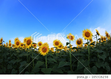 ひまわり3876 ひまわり3876 105316238